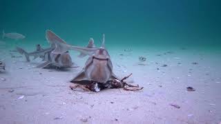 PJ Sharks eat Crab Stingray left overs [upl. by Trstram]