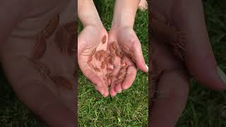 Handful of P magnificus 🧡 insects bug isopods [upl. by Enialed]