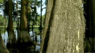 Caddo Lake State Park Texas [upl. by Kristi4]