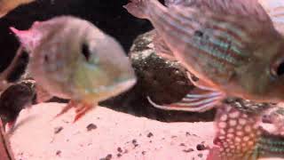 Geophagus Altifrons Cameta Rio Tocantins [upl. by Heady]