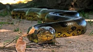 La Anaconda Verde la Reina del Amazonas [upl. by Eidoj]