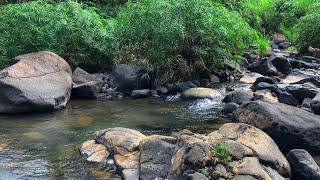 Refreshing River Flowing  Forest River Beautiful River Sounds Peaceful River Flowing for Sleeping [upl. by Seebeck]