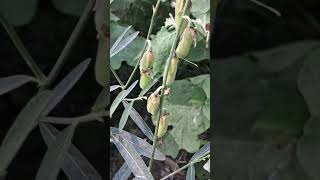 Crotalaria juncea known as brown hemp Indian hemp [upl. by Culver]