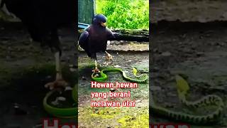 Ular berpikir dua kali menghadapi hewan hewan ini [upl. by Yukio]