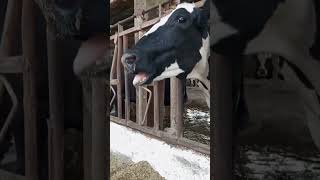 Drenching Pneumonia in Cattle Diagnosis Treatment DrJhaman [upl. by Finstad]