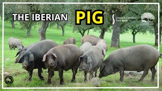 The Iberian Pig  Livestock Genetics from Spain [upl. by Atinar461]