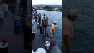 Akule pole fishing kailua Kona pier [upl. by Isayg]