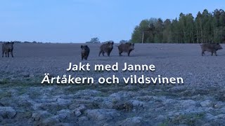 Jakt med Janne  Ärtåkern och vildsvinen [upl. by Nugesulo]