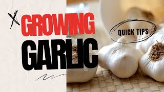 How to grow HUGE Garlic garden fallgarden [upl. by Gabor]