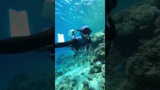 Freediving in Dahab🩵 [upl. by Defant]