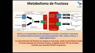 Sesión 20 Metabolismo de Fructosa [upl. by Bellda59]