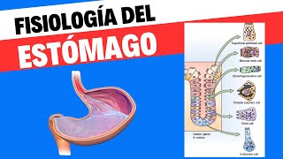 Fisiología del estómago [upl. by Radnaskela]