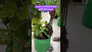 gandhraj gardenia plantrescue plantcaretips plantcare [upl. by Noet]