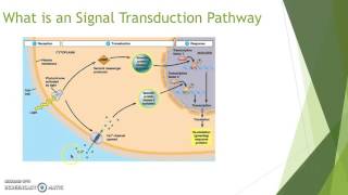 Signal Transduction Pathways in Plants [upl. by Adnalay]