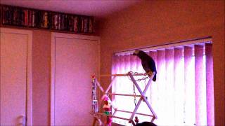 Gizmo the african grey parrot  Singing Bad Bird Bad Bird wmv [upl. by Oiraved]