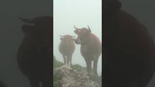 Spanje Picos de Europa [upl. by Eyaj]