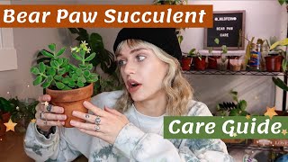 The CUTEST succulent you need one  Bear PawCotyledon tomentosa Care Guide [upl. by Annotahs466]