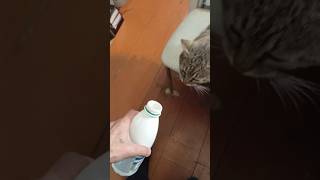 Cat Vasya drinks kefir Кот Вася пьёт кефир [upl. by Elleval]