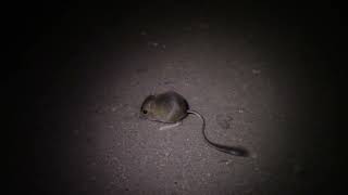 MerriamsOrds kangaroo rats enjoying their lives [upl. by Nalrah]