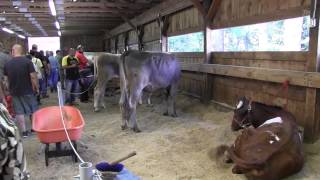 Walking through the Oxen Barn at the 2013 Deerfield Fair [upl. by Donadee]