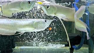 The silver arowana fish is in the Aquarium but they are predatory [upl. by Akinor]