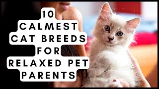 10 Calmest Cat Breeds for Relaxed Pet Parents [upl. by Drew]