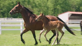 Kountry Lane Standardbreds  Champion Highlights [upl. by Yarb]