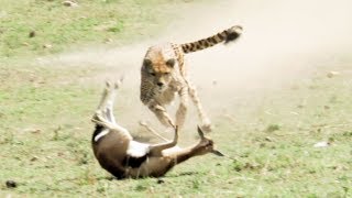 Cheetahs are Incredible Predators  Wild Files with Maddie Moate  BBC Earth [upl. by Eivad]