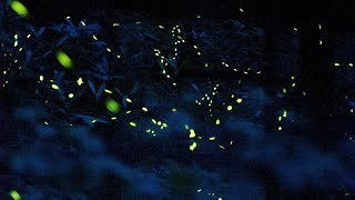 Synchronous fireflies light up the Smokies [upl. by Seadon]