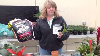 How to Transplant a Bromeliad [upl. by Thacker]