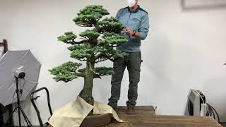 Blue Atlas Cedar Bonsai care [upl. by Casandra]