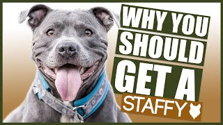 STAFFORDSHIRE BULL TERRIER 5 Reasons Why YOU SHOULD GET a Staffy [upl. by Tuneberg]