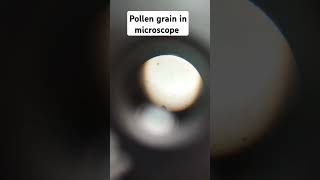 Pollen grain microscopic view biology experiment practical shorts [upl. by Alasdair]