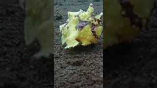 Walking Frog Fish frogfish sealife underwater snorkeling scubadiving underwaterlife [upl. by Fadil138]