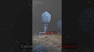 Des virus mangeurs de bactéries🦠 shorts insolite bacteriophage [upl. by Llebpmac]