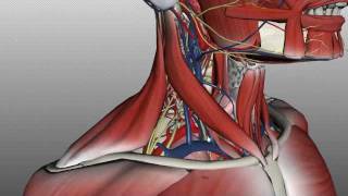 Neck Anatomy  Organisation of the Neck  Part 2 [upl. by Liam]