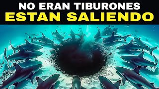 Los Científicos Dicen Que Algo ENORME Está Cazando Tiburones Blancos y Están Preocupados [upl. by Amled]