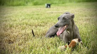 Whippet Catching a Rabbit 🐰 Lure [upl. by Neened]