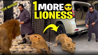 Mufasa kay liay aik aur lioness 🦁😍butt mufasa nay injured kar dia usko😱 [upl. by Allen]