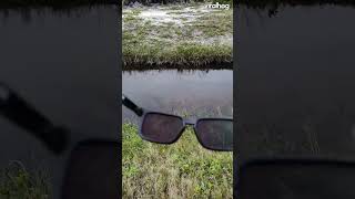 Polarized Glasses Swamp Surprise [upl. by Haisej]