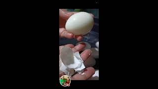 Kodee Vlogs is live Soaking the egg to the cold water [upl. by Margot]