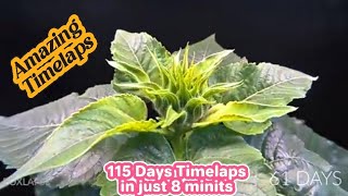 115 days Making Video in just 8 Mints Timelaps  Amazing video  plants Growing [upl. by Adnima]