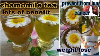 How to make chamomile tea benefit of chamomile tealose weight with chamomile tea healthylungs [upl. by Luane]