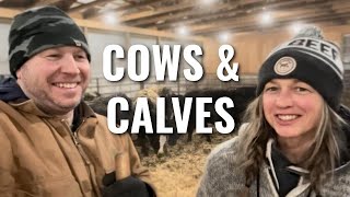 Ep 16  Winter Calving [upl. by Sheehan384]