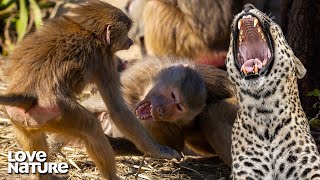 Nasty Baboon Fight Exposes Troop to Hungry Leopard  Love Nature [upl. by Casabonne]