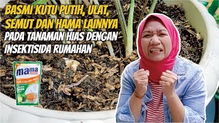 Murah Meriah Basmi Hama Tanaman Hias dengan Sabun Cuci Piring [upl. by Laforge]