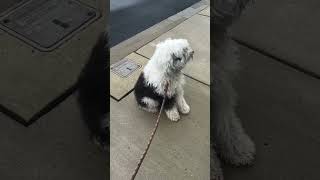 Part two of trying to groom my Sheepadoodle fyp dogs sheepadoodleforyou [upl. by Caresse]