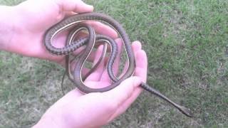 Painted Bronzeback Snake [upl. by Bonnibelle]