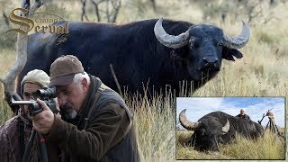 Water buffalo  Hunting in Argentina La Pampa 2018 Búfalo de agua Caza en Argentina [upl. by Dorine]