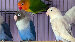 African love birds chirping sound amp singing sound amp relaxing sound HD video 45 lovebirdslife65 [upl. by Cassell766]